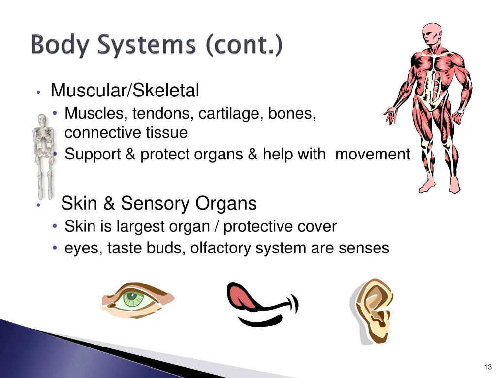 muscular skeletal muscles tendons cartilage bones