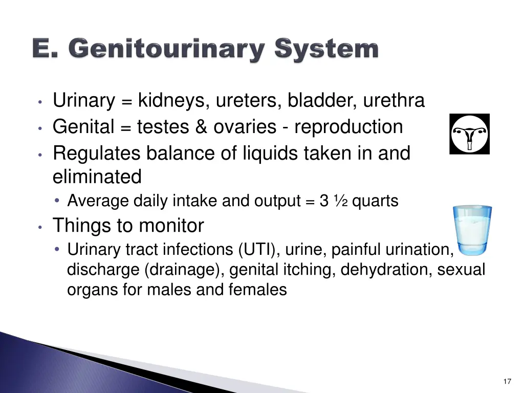 urinary kidneys ureters bladder urethra genital