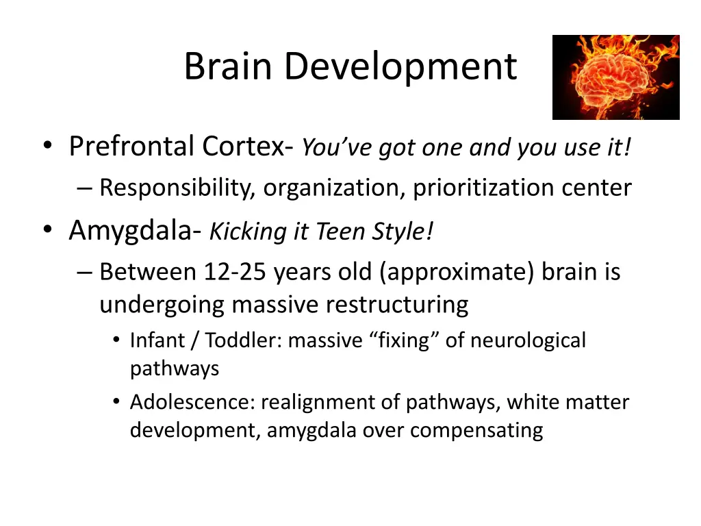 brain development