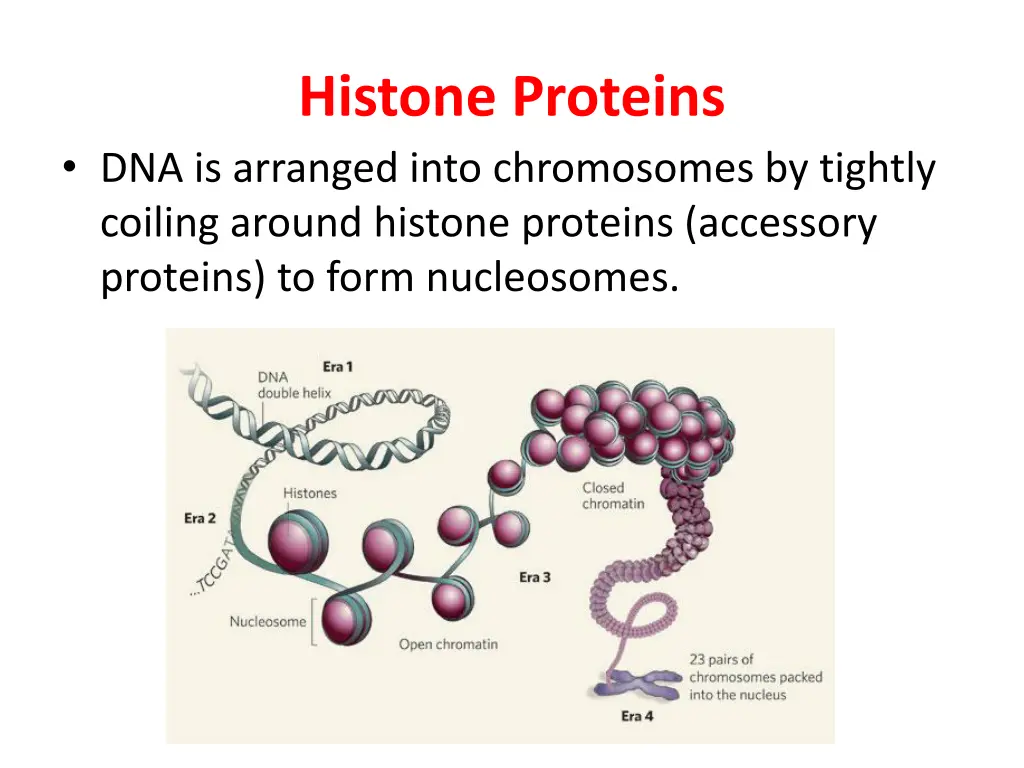 histone proteins