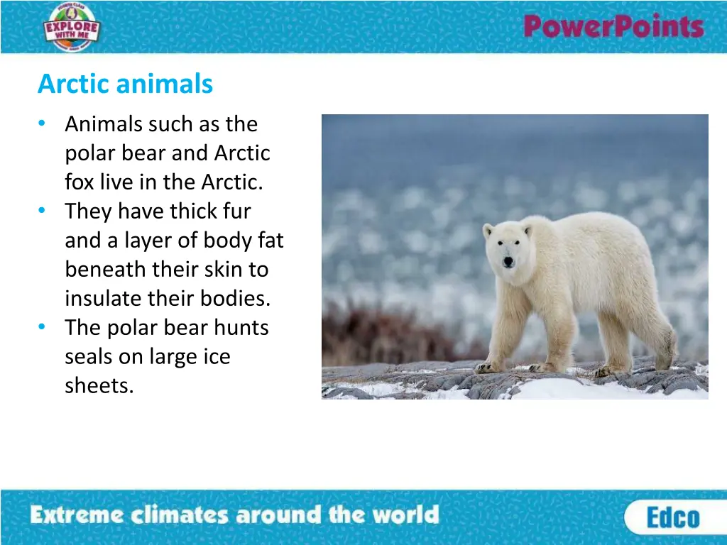 arctic animals animals such as the polar bear