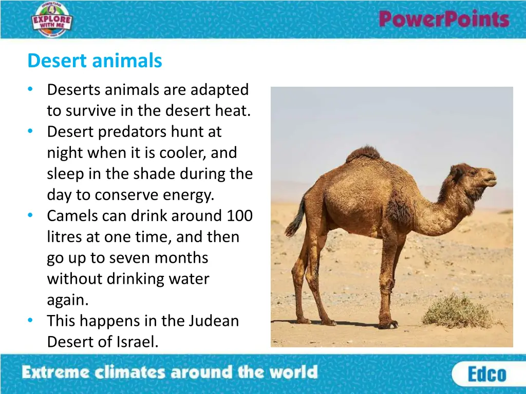 desert animals deserts animals are adapted