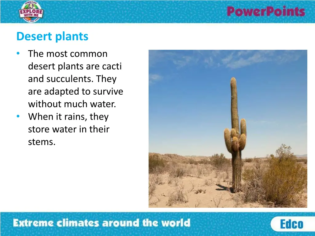 desert plants the most common desert plants