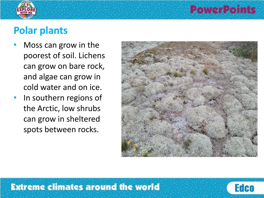 polar plants moss can grow in the poorest of soil