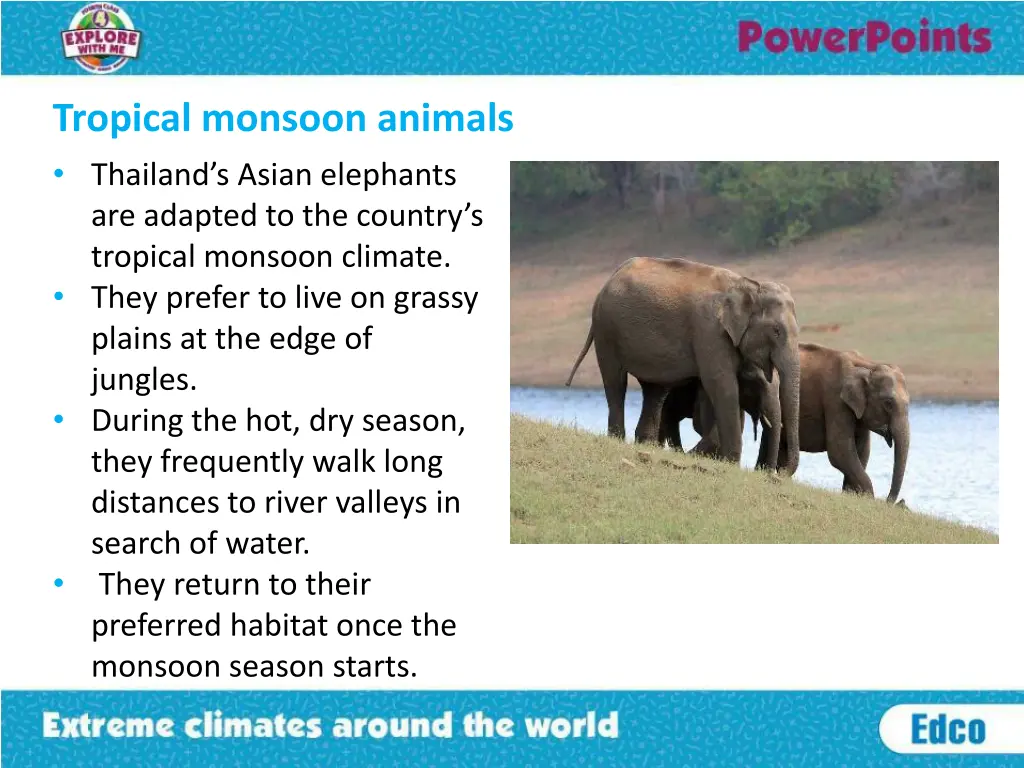 tropical monsoon animals