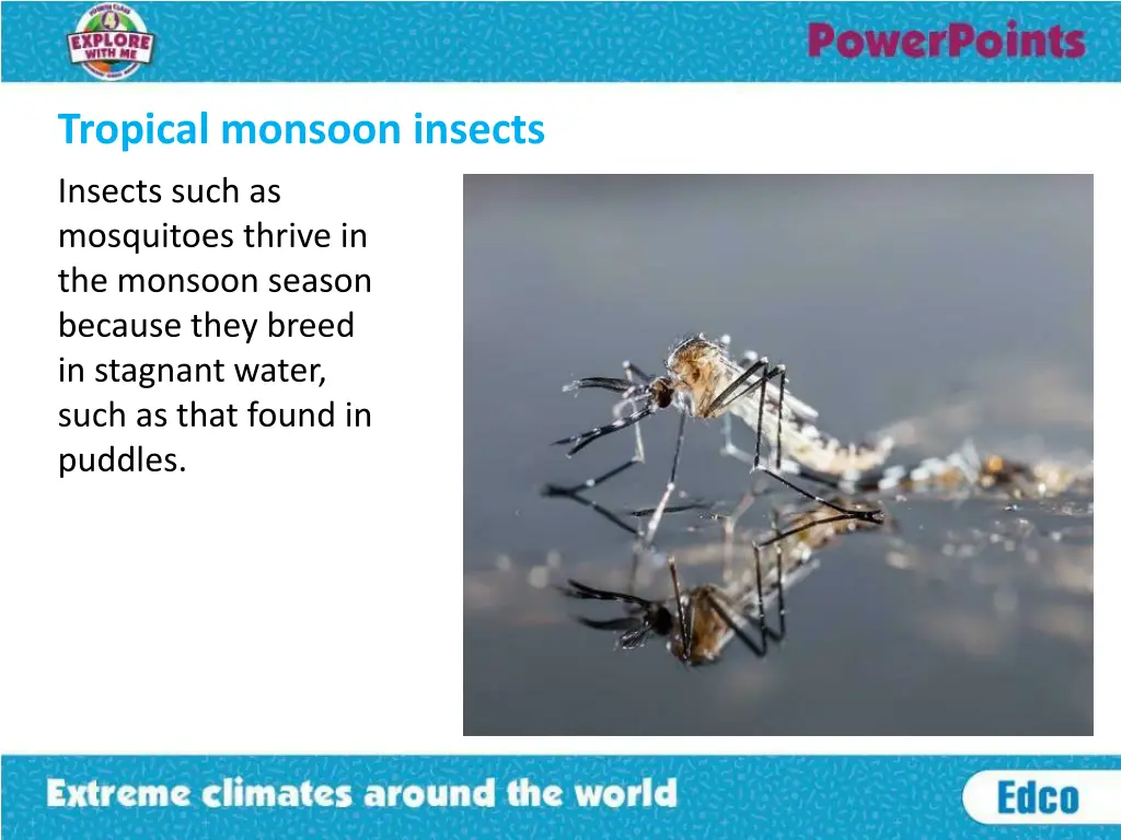 tropical monsoon insects