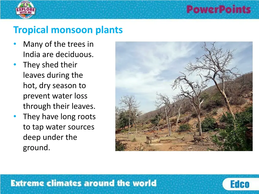 tropical monsoon plants many of the trees