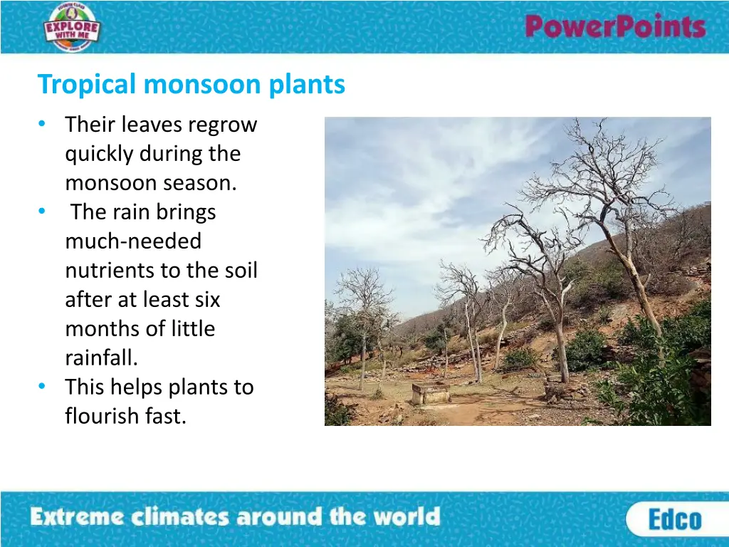 tropical monsoon plants their leaves regrow