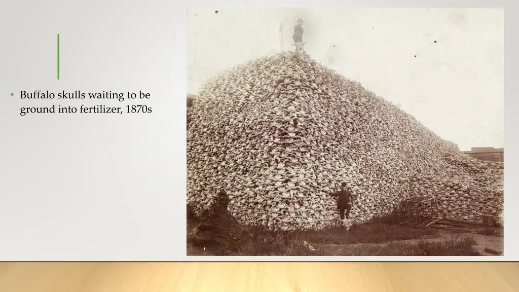 buffalo skulls waiting to be ground into