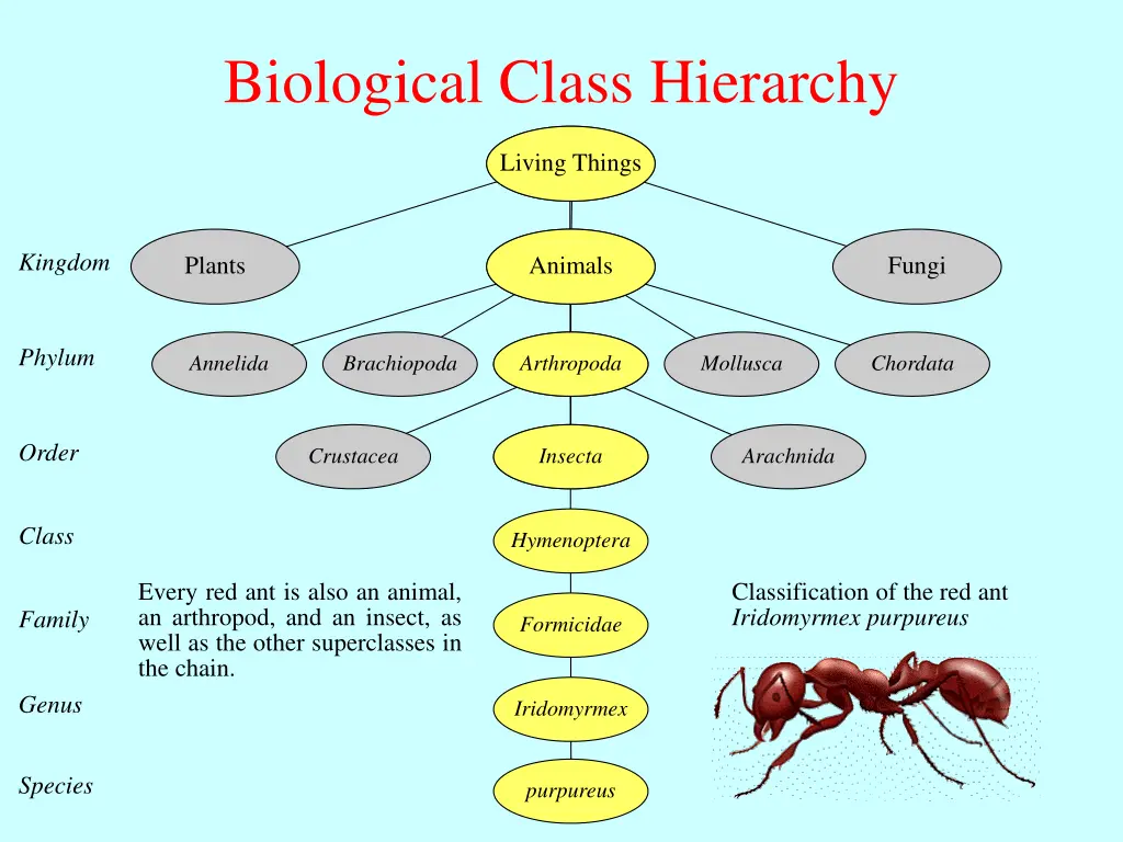 biological class hierarchy