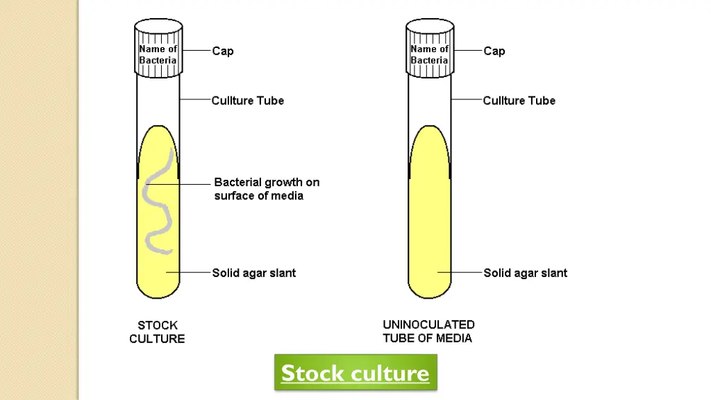 stock culture