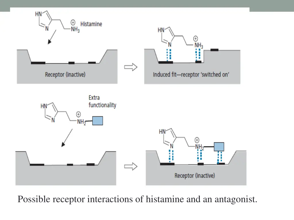 possible receptor interactions of histamine