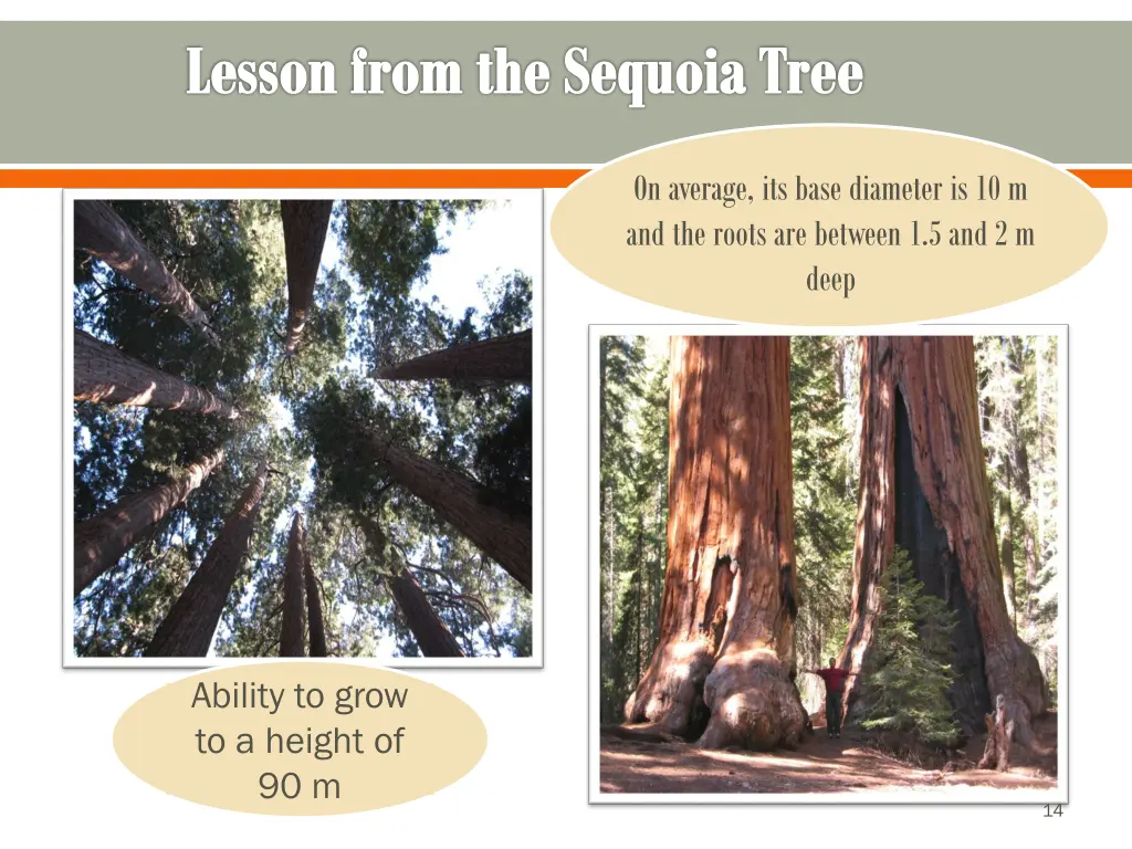 lesson from the sequoia tree