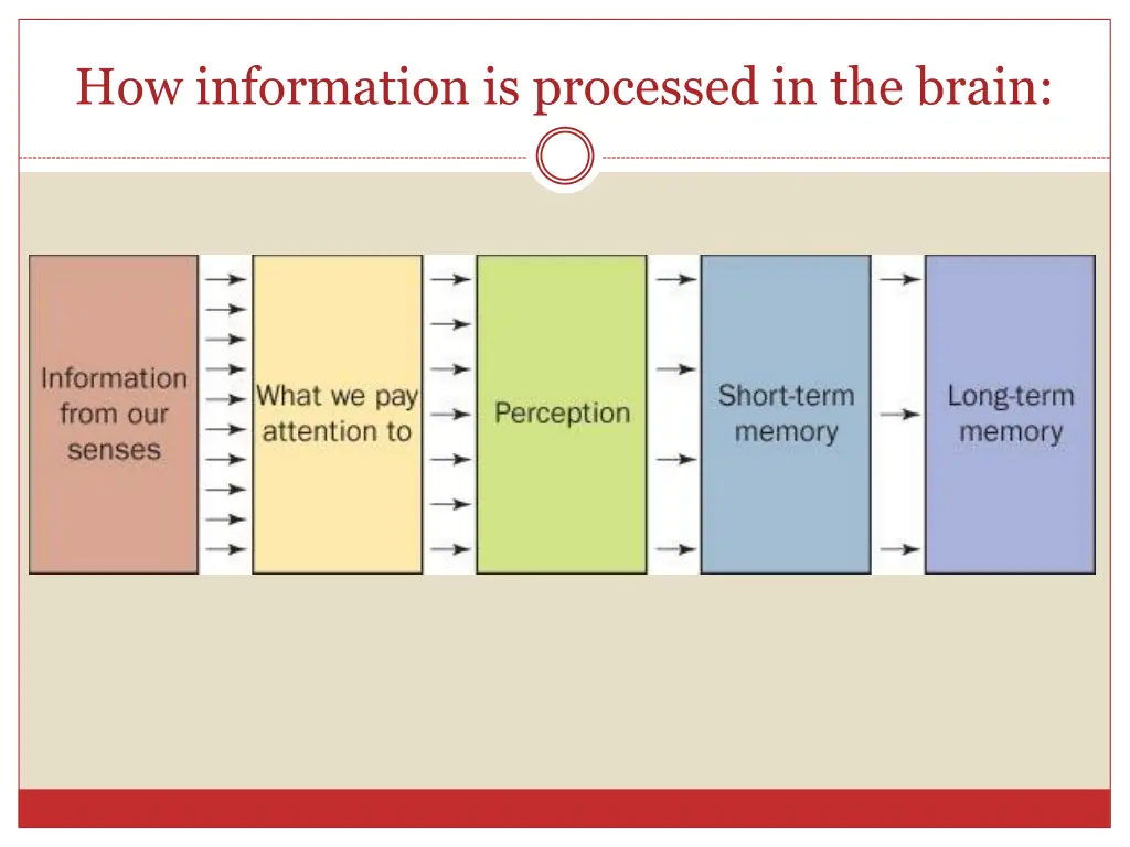 how information is processed in the brain