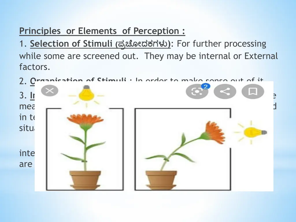 principles or elements of perception 1 selection