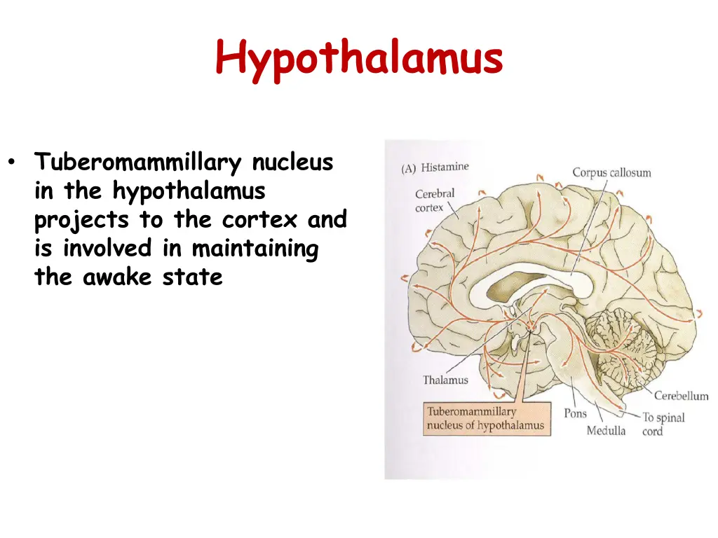 hypothalamus