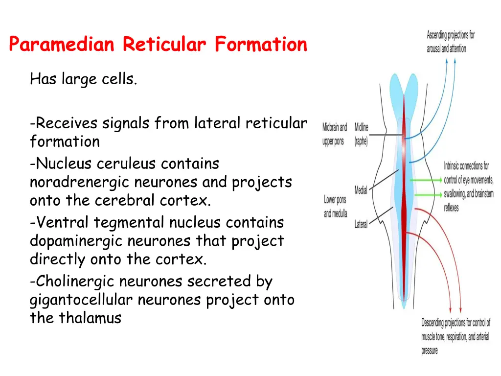 paramedian reticular formation