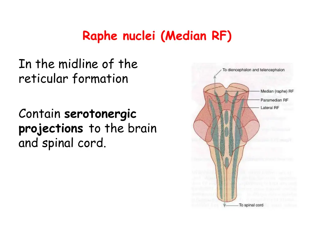 raphe nuclei median rf