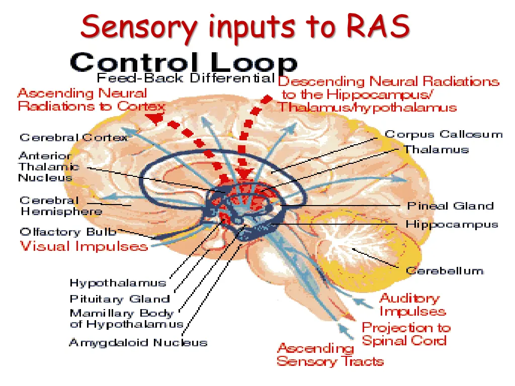 sensory inputs to ras