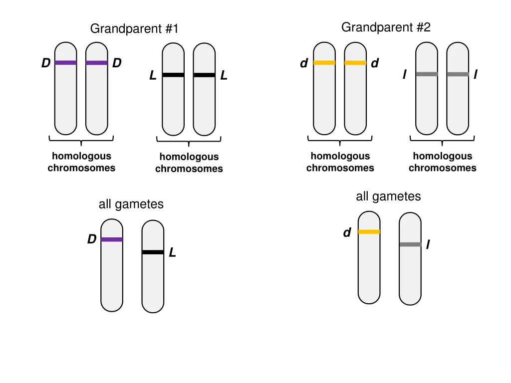 grandparent 2 1
