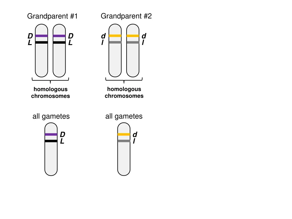 grandparent 2