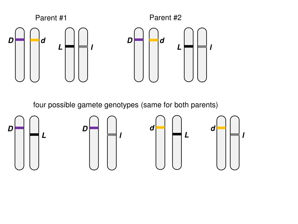 parent 2