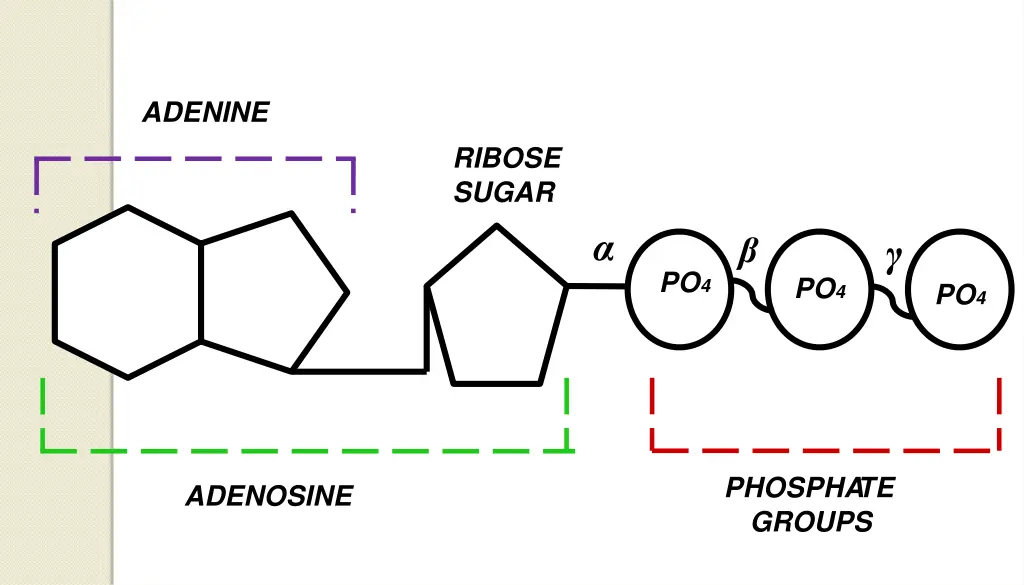 adenine