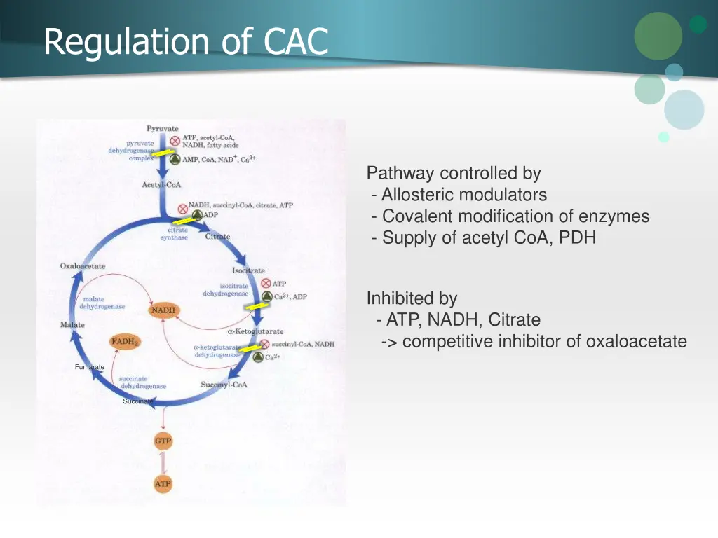 regulation of cac