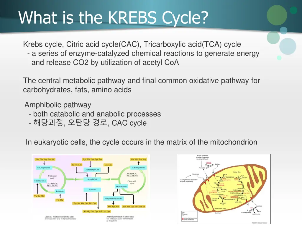 what is the krebs cycle