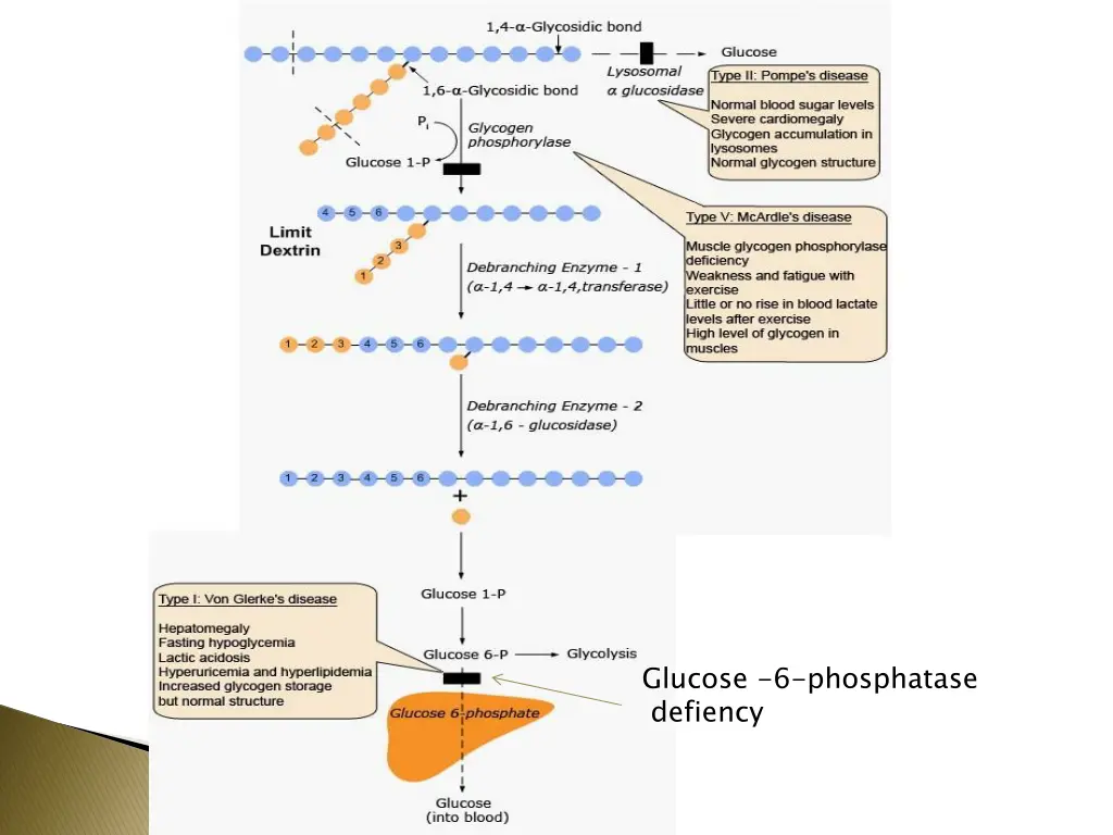 glucose 6 phosphatase defiency