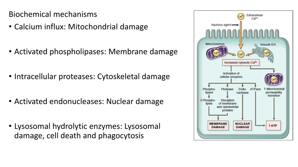 biochemical mechanisms calcium influx