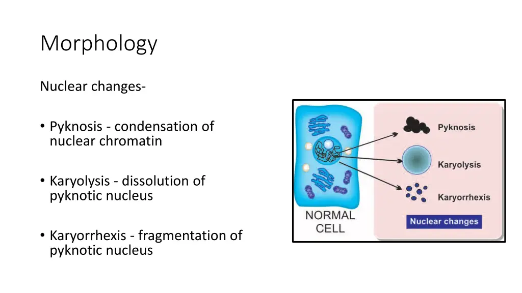 morphology