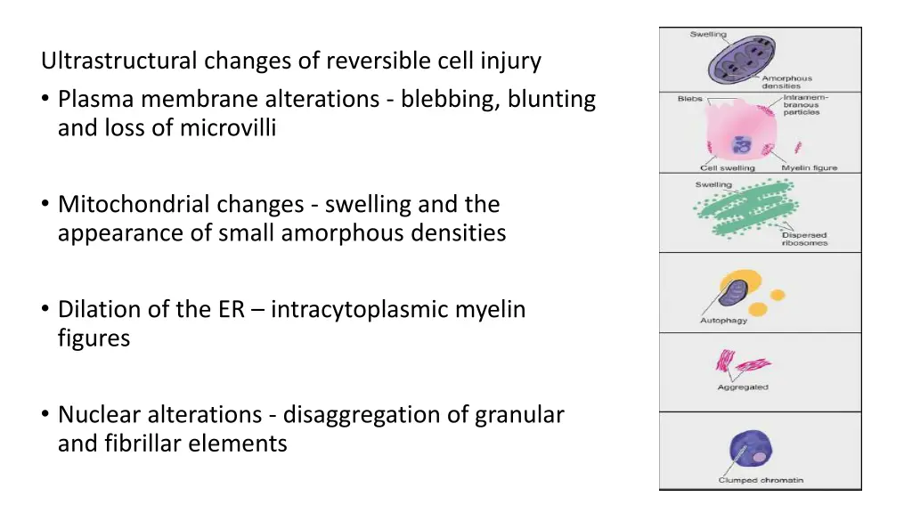 ultrastructural changes of reversible cell injury
