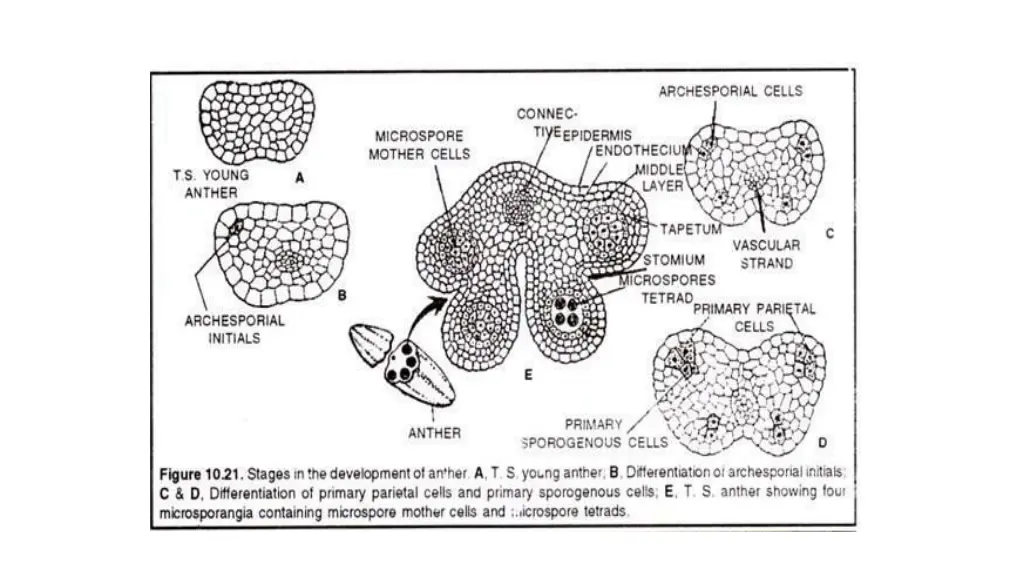 slide7