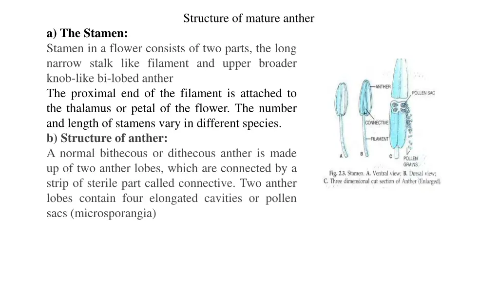 structure of mature anther