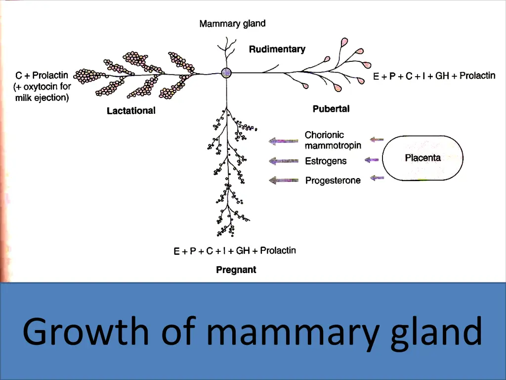 growth of mammary gland