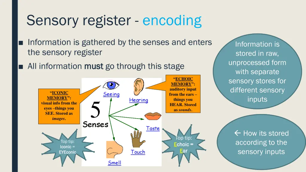 sensory register encoding