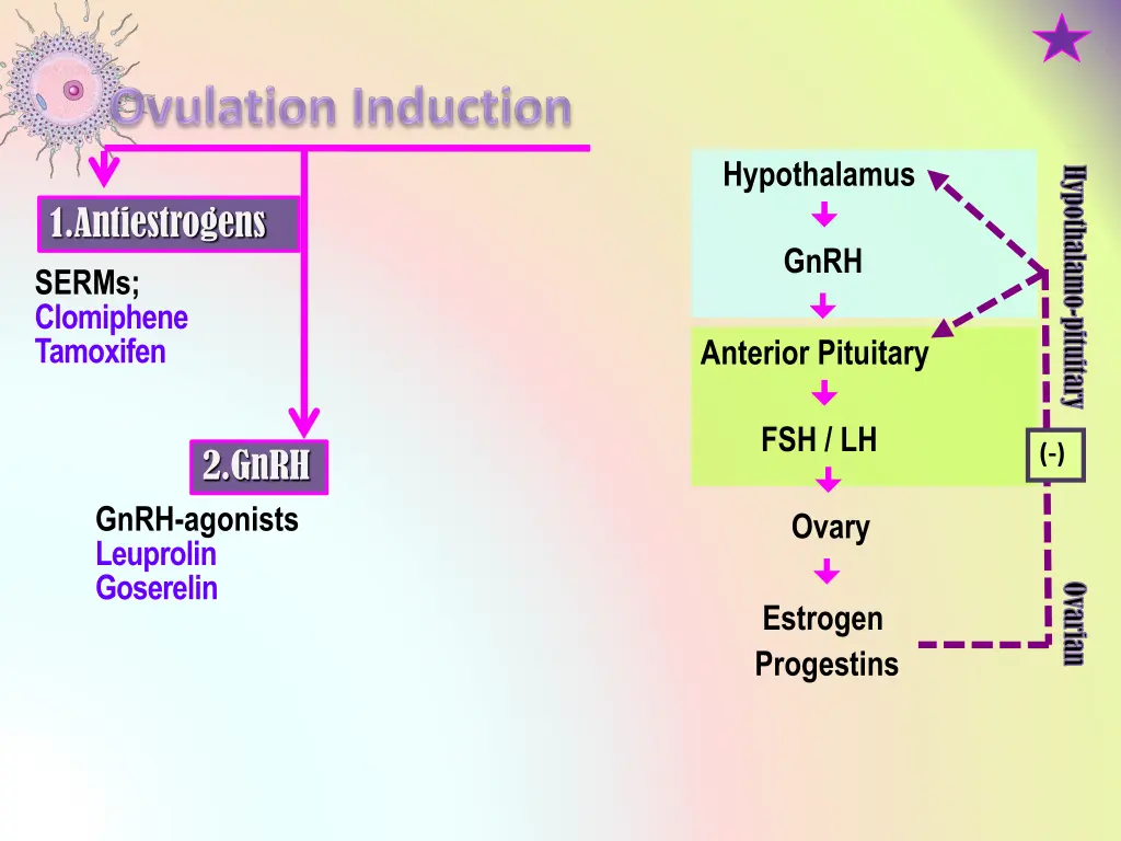 hypothalamus gnrh anterior pituitary