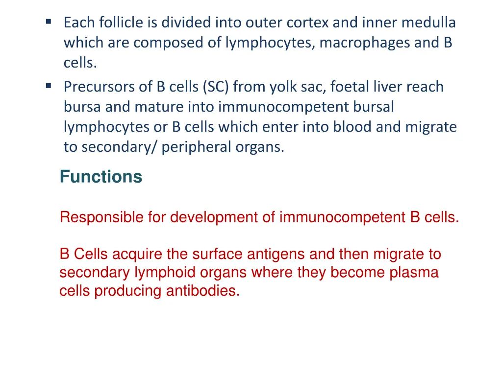 each follicle is divided into outer cortex