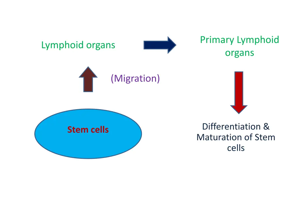 primary lymphoid organs