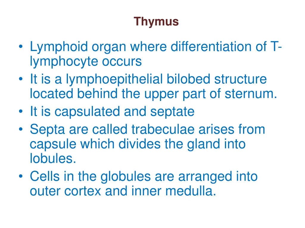 thymus