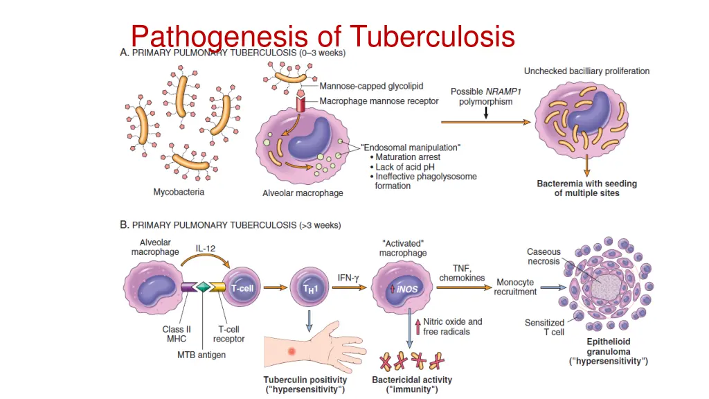 pathogenesis of tuberculosis