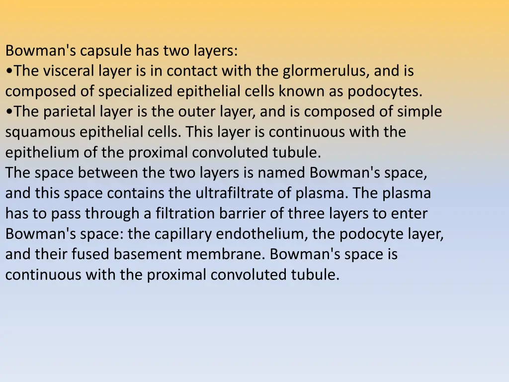 bowman s capsule has two layers the visceral