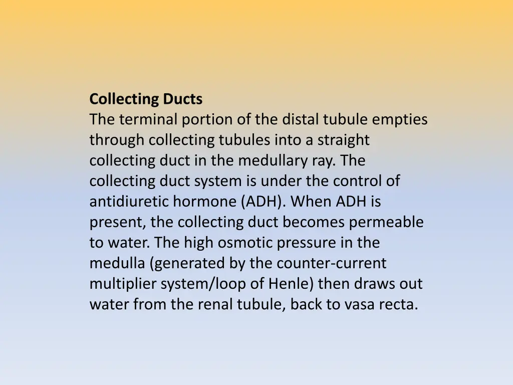 collecting ducts the terminal portion