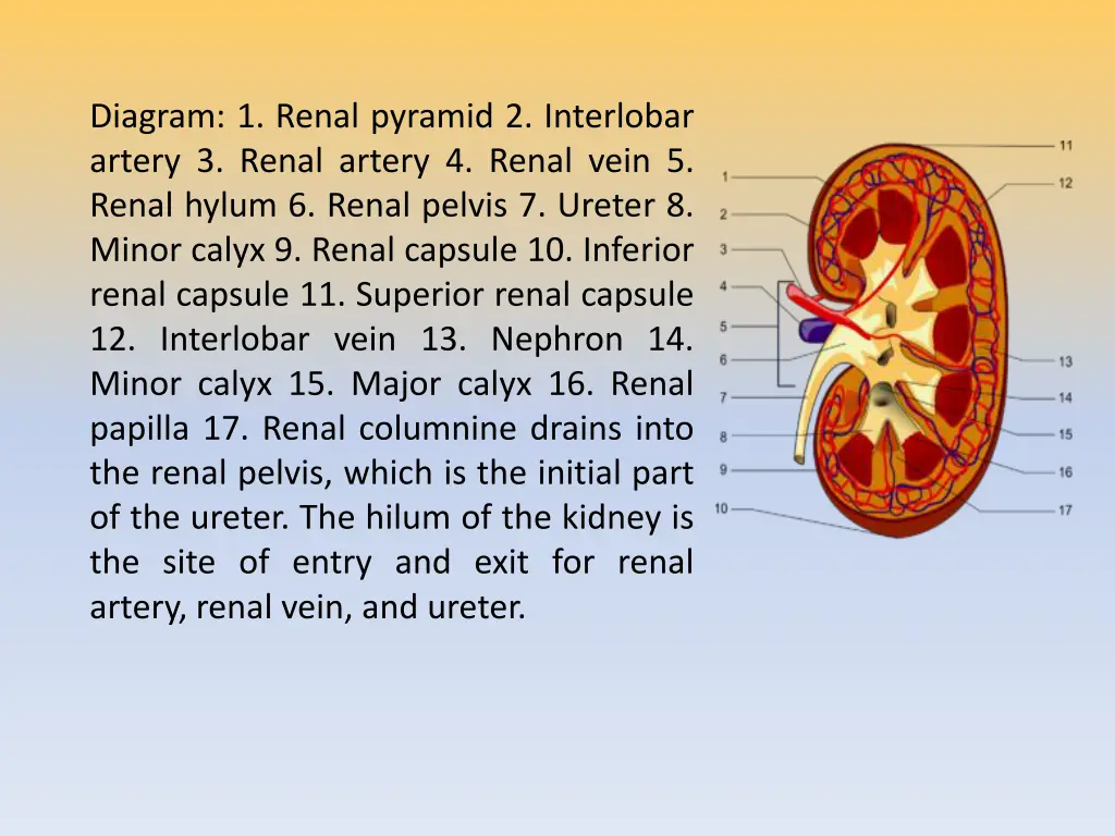 diagram 1 renal pyramid 2 interlobar artery