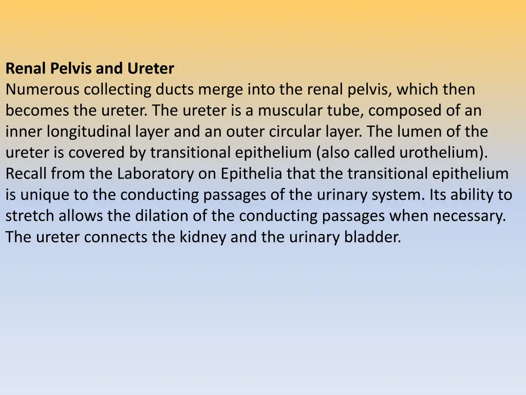 renal pelvis and ureter numerous collecting ducts