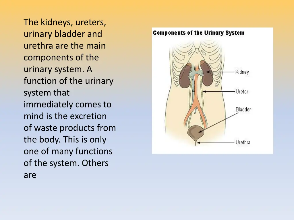 the kidneys ureters urinary bladder and urethra