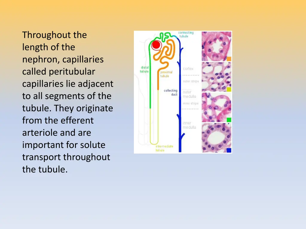throughout the length of the nephron capillaries