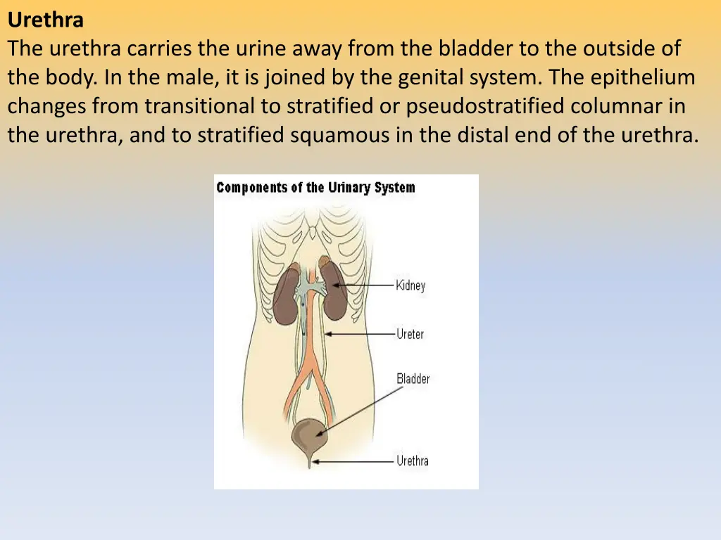urethra the urethra carries the urine away from