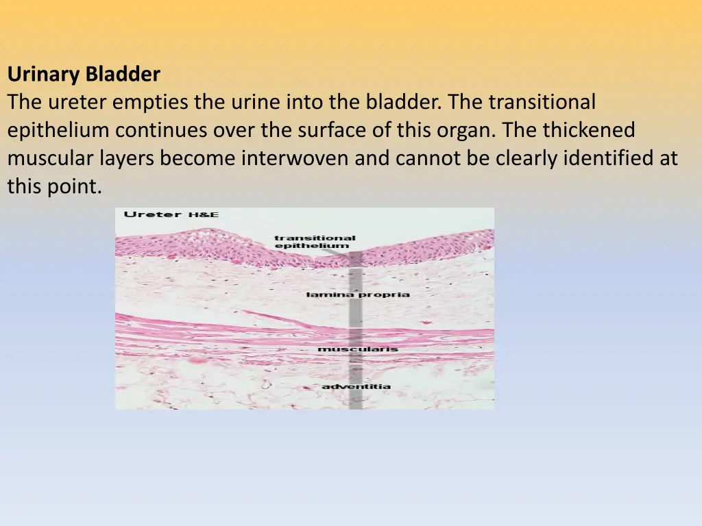 urinary bladder the ureter empties the urine into